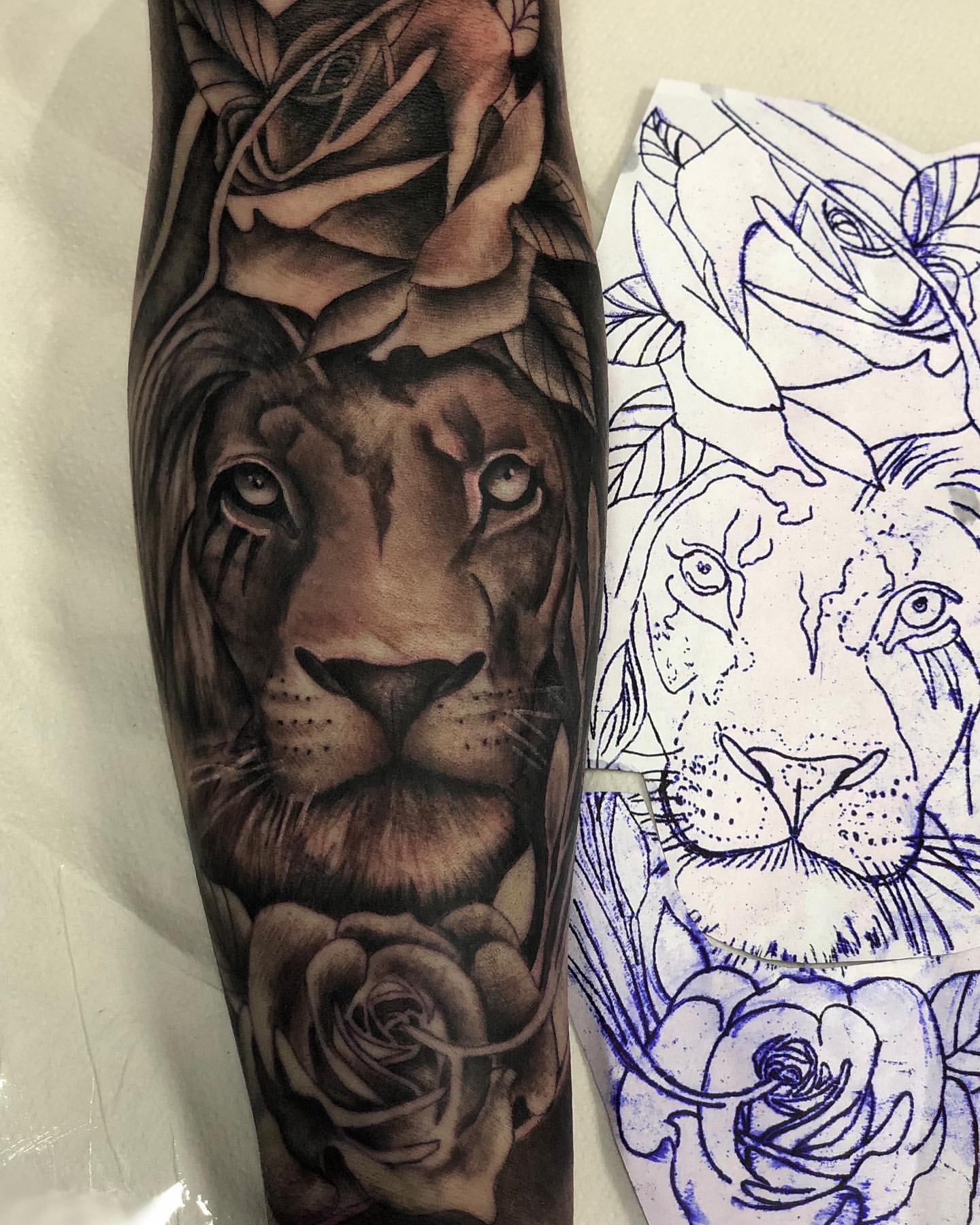 Realistic lion and roses forearm tattoo shown beside its stencil