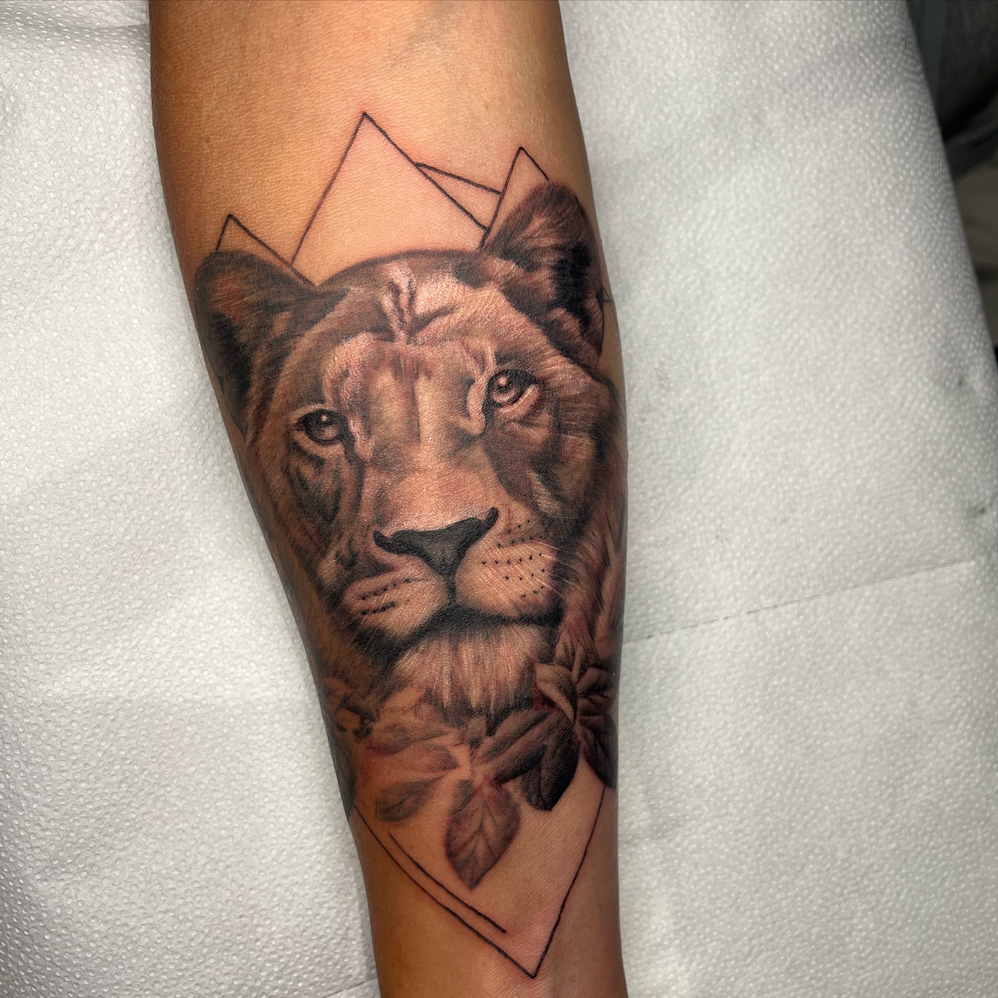 Realistic lioness tattoo framed by fine geometric lines on a forearm